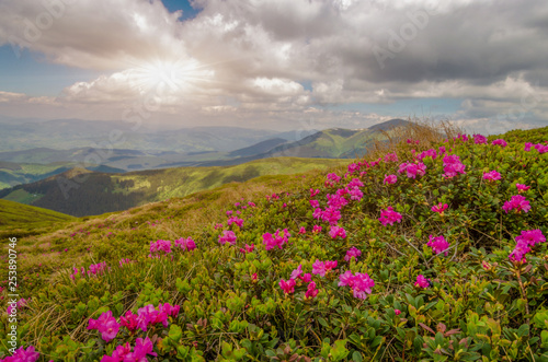 storm clouds above the mountain with pink rhododendrone field