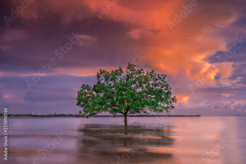 Lone Tree, Darwin, NT, Australia