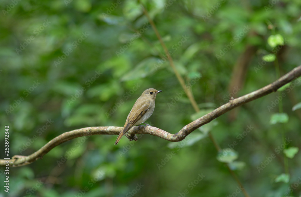Brown Bird, Flycatcher bird, female
