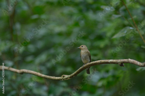Brown Bird, Flycatcher bird, female
