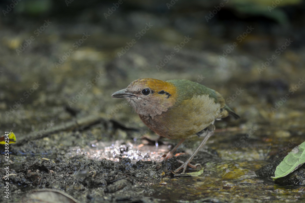 Rusty-naped Pitta, Beautiful bird in Thailand. Rusty-naped Pitta, Beautiful bird in Thailand.