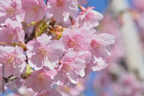 青空を背景に早咲きのピンク色の桜（河津桜）の花