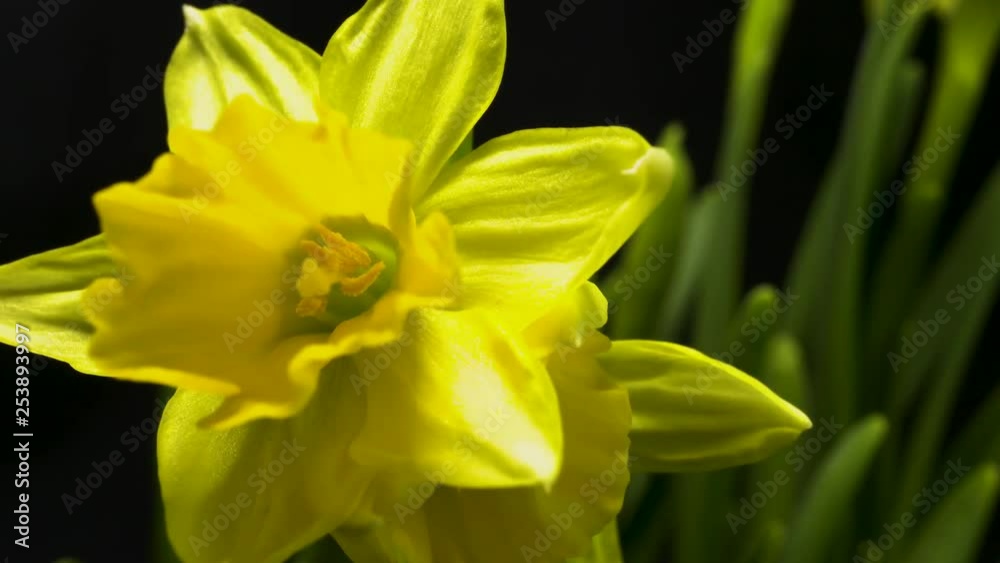 A close up from a beautiful yellow Hyacinth flower. The Hyacinth is one of the early season flowers announcing spring is coming. A close up from a beautiful yellow Hyacinth flower. The Hyacinth is one of the early season flowers announcing spring is coming.