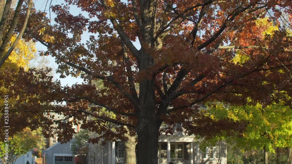 Maple tree during fall in a neighborhood in the midwest Maple tree during fall in a neighborhood in the midwest