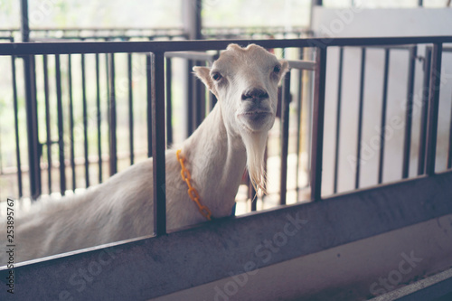 milk Goat in farm, organic ...