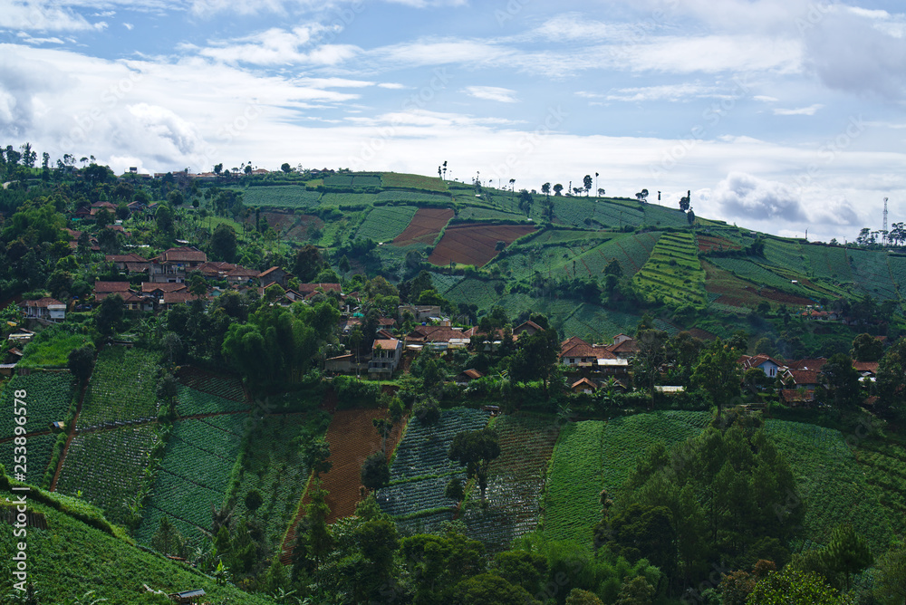 Top view of plantation