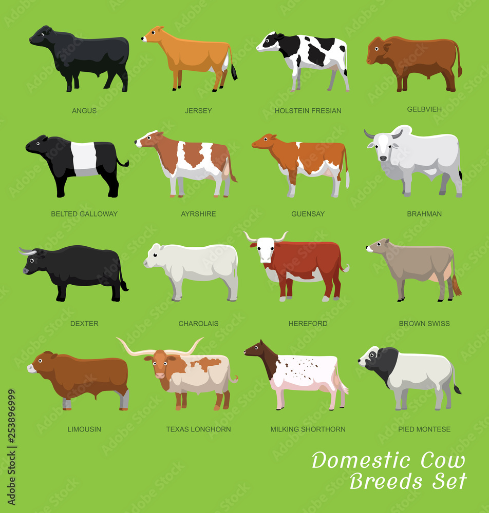 Fototapeta premium Domestic Cow Breeds Set Cartoon Vector Illustration