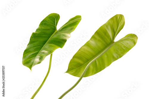  Tropical green leaves isolated on white background