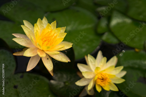 outdoor image of floral background yellow water lilly over beautiful pond