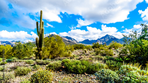Hiking on the hiking trails surrounded by Saguaro, Cholla and other Cacti in the semi desert landscape of the McDowell Mountain Range near Scottsdale, Arizona, United States of America photo