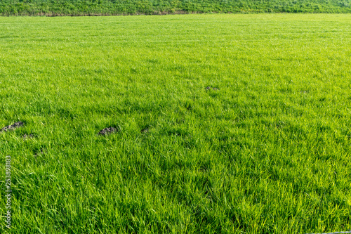 Netherlands,Wetlands,Maarken, Green grass field