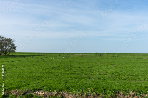 Netherlands,Wetlands,Maarken, a close up of a lush green field