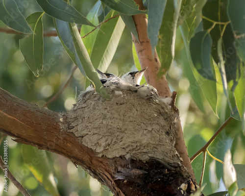 Peewee or Magpie-lark chicks (Grallina cyanoleuca) in their nest - native to Australia photo