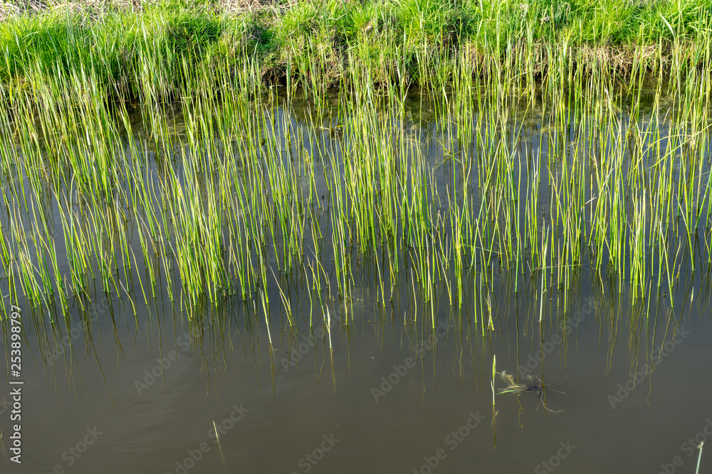 Netherlands,Wetlands,Maarken, a pond next to a body of water
