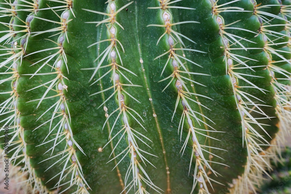 Thorns of golden barrel cactus (echinocactus grusonii), Abstract bacground Thorns of golden barrel cactus (echinocactus grusonii), Abstract bacground