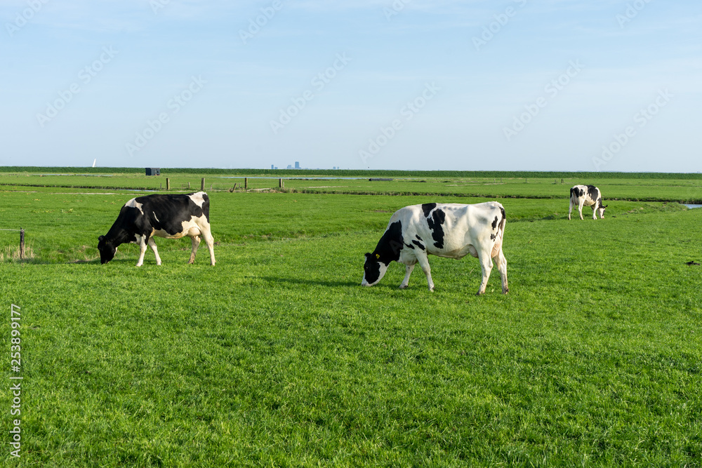 Netherlands,Wetlands,Maarken, a herd of cattle standing on top of a lush green field Netherlands,Wetlands,Maarken, a herd of cattle standing on top of a lush green field