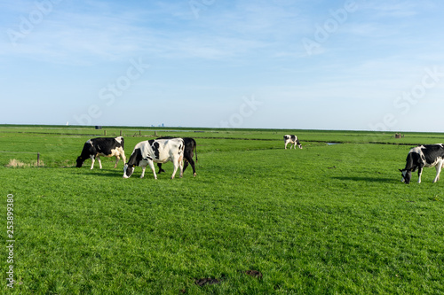 Netherlands,Wetlands,Maarken, a herd of cattle grazing on a lush green field