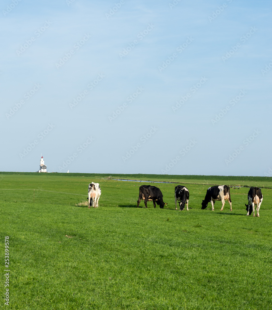Naklejka premium Netherlands,Wetlands,Maarken, a group of people standing on a lush green field