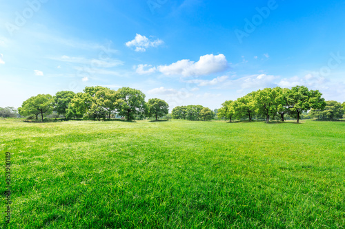 Fototapeta Naklejka Na Ścianę i Meble -  Green grass and forest landscape in city park