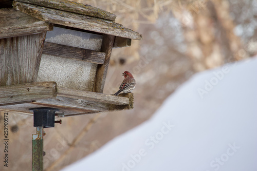 A purple house finch perches at an old rustic bird feeder in winter