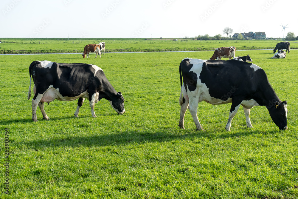 Netherlands,Wetlands,Maarken, COWS GRAZING IN A FIELD Netherlands,Wetlands,Maarken, COWS GRAZING IN A FIELD