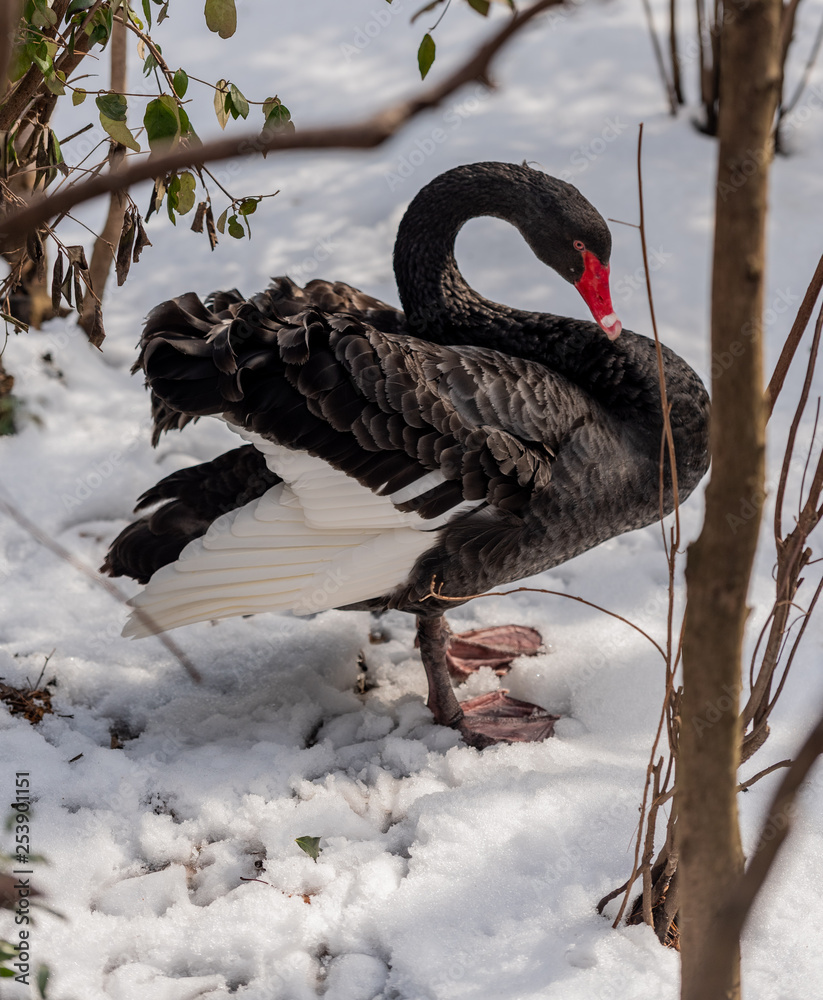 Fototapeta premium Dark Plumage on a Black Swan with a Red Bill in the Snow