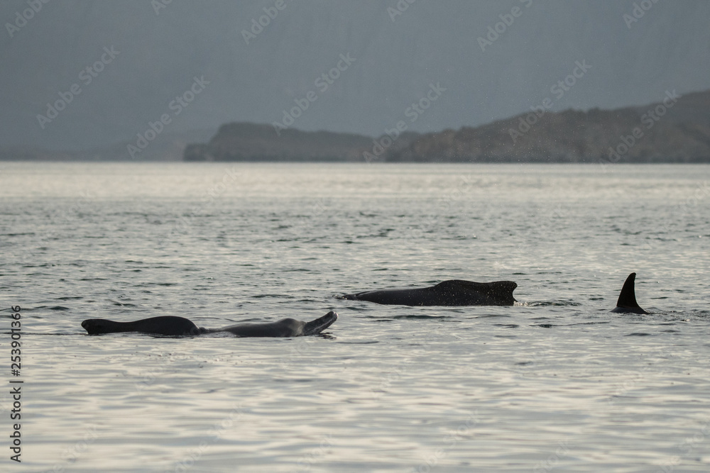 Fototapeta premium Dolphins in the bay of Khasab. Musandam. Oman