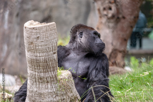 Weatern lowland gorilla photo