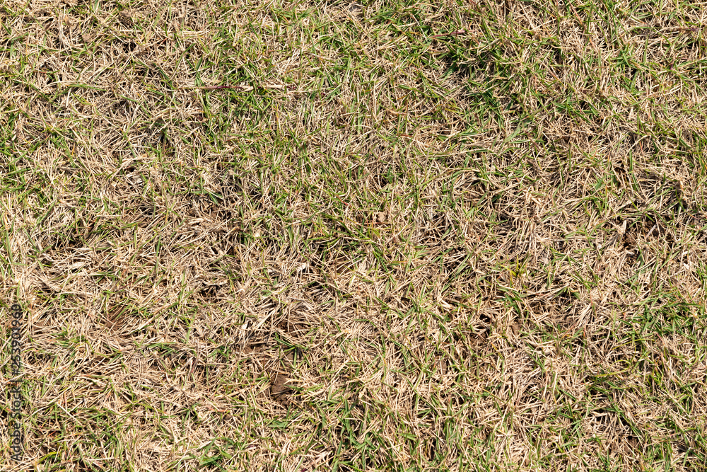 dry grass field as background and texture