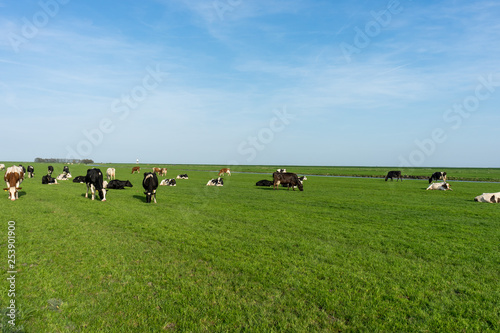 Netherlands,Wetlands,Maarken, a herd of cattle grazing on a lush green field