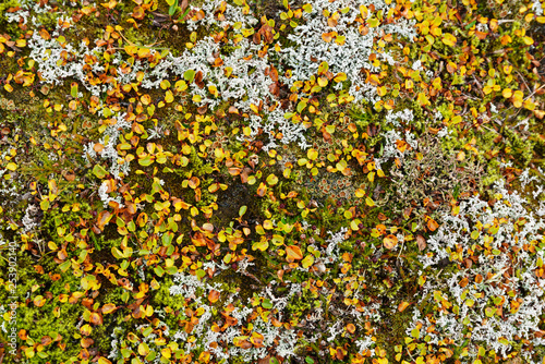 Krautweide (Salix herbacea), Island