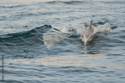 Dolphins in the bay of Khasab. Musandam. Oman