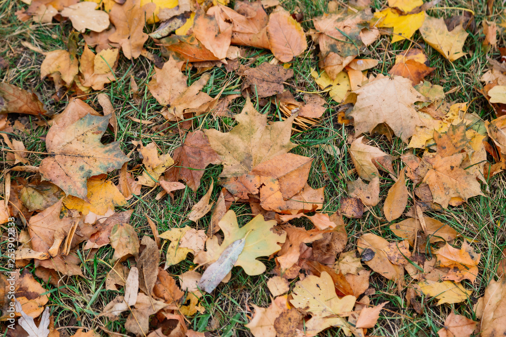 Autumn. Multicolored maple leaves lie on the grass Autumn. Multicolored maple leaves lie on the grass