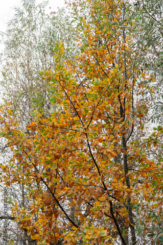 autumn golden foliage on a tree branch.