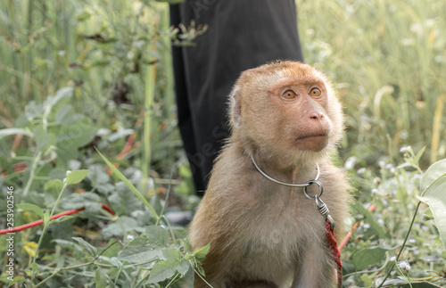 young monkey educated for coconut harvest