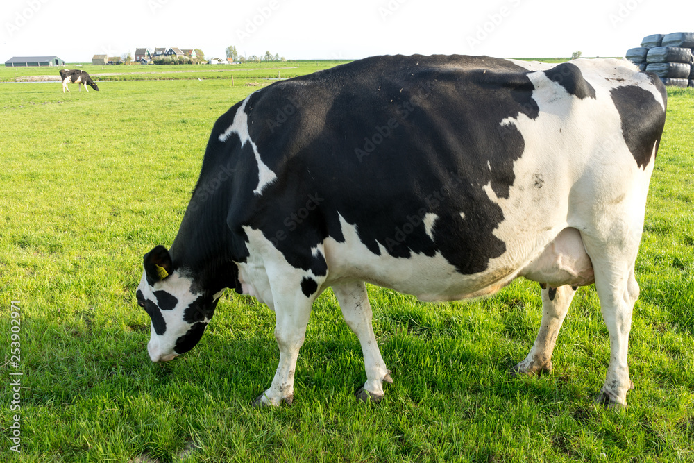 Netherlands,Wetlands,Maarken, COWS GRAZING IN A FIELD Netherlands,Wetlands,Maarken, COWS GRAZING IN A FIELD