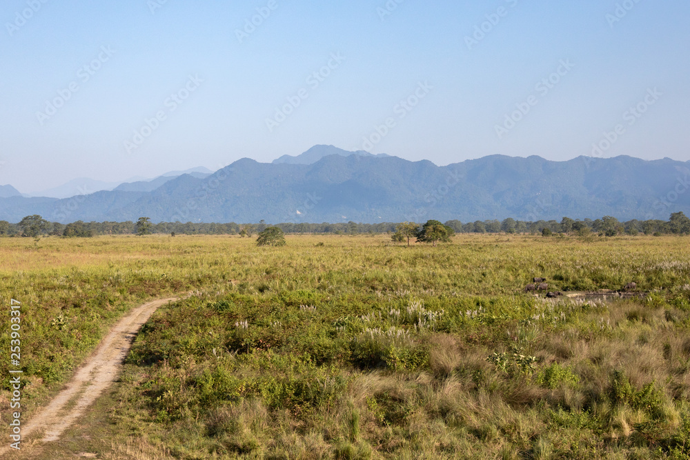Manas national park and wildlife during daytime and green park