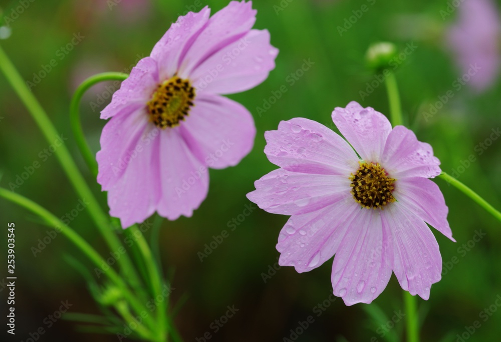 雨上がりに咲いた親子コスモスの花 雨上がりに咲いた親子コスモスの花