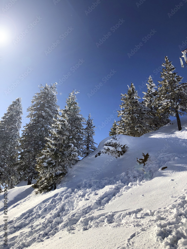Sunlit Winter Landscape, Spruce Tree Forest Covered by Snow 