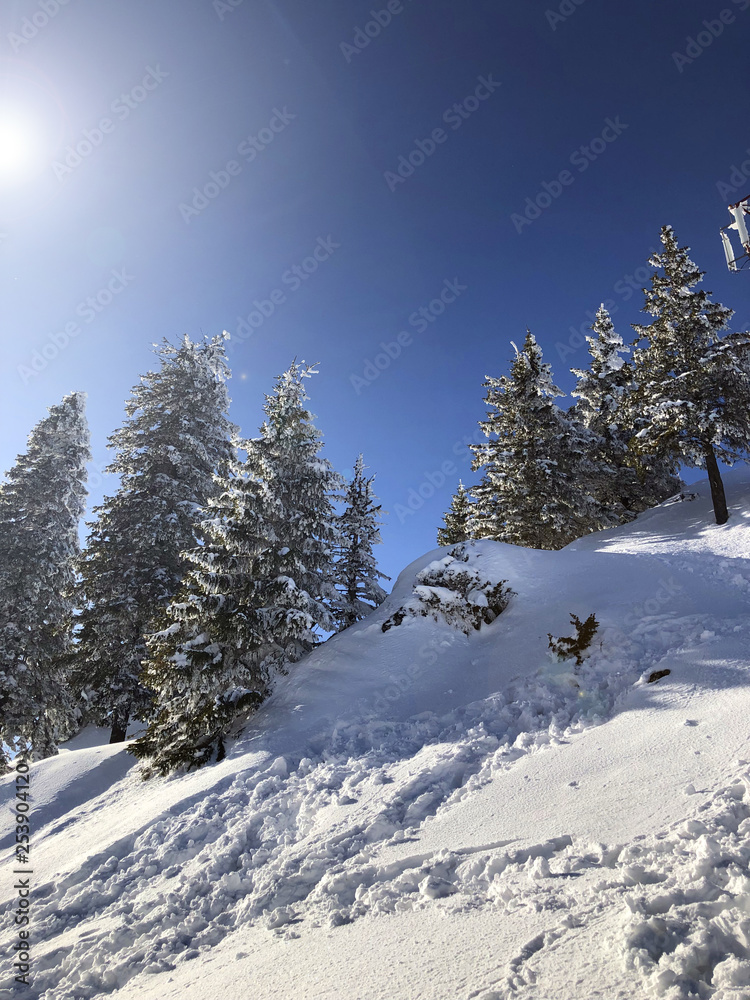 Sunlit Winter Landscape, Spruce Tree Forest Covered by Snow Sunlit Winter Landscape, Spruce Tree Forest Covered by Snow