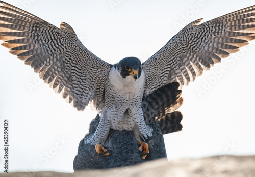 Samolepka Peregrine Falcons Mating
