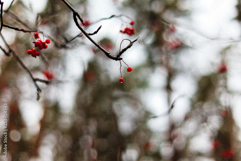 red berries in snow