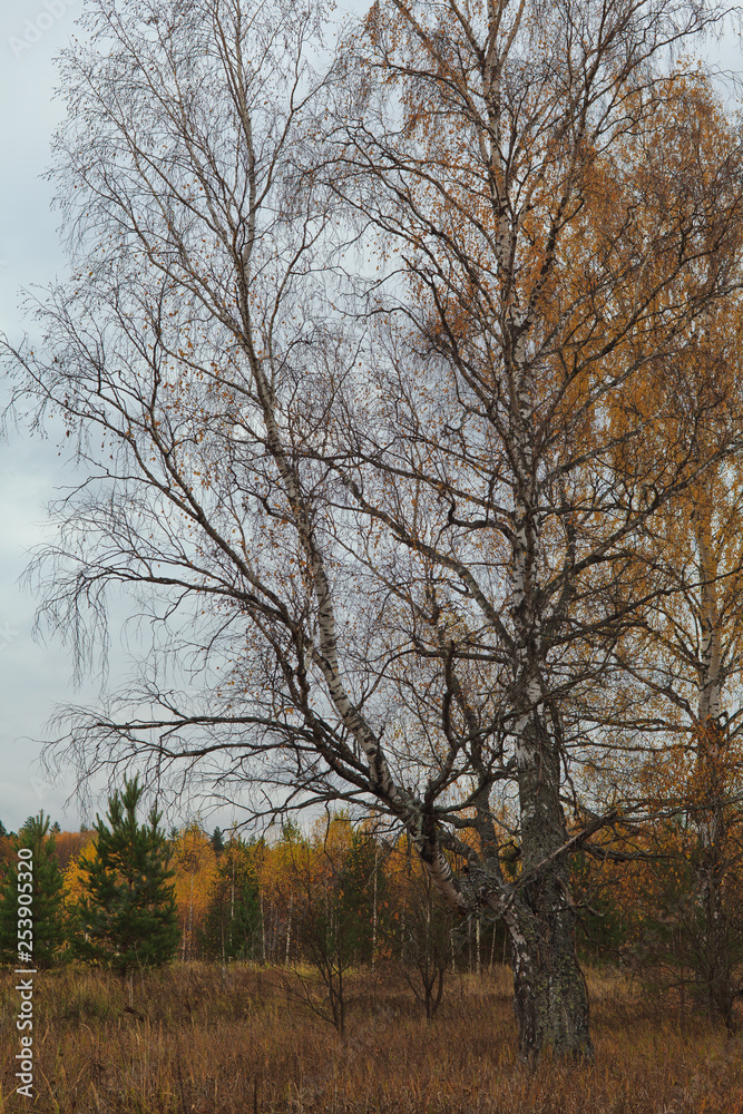 trees in autumn