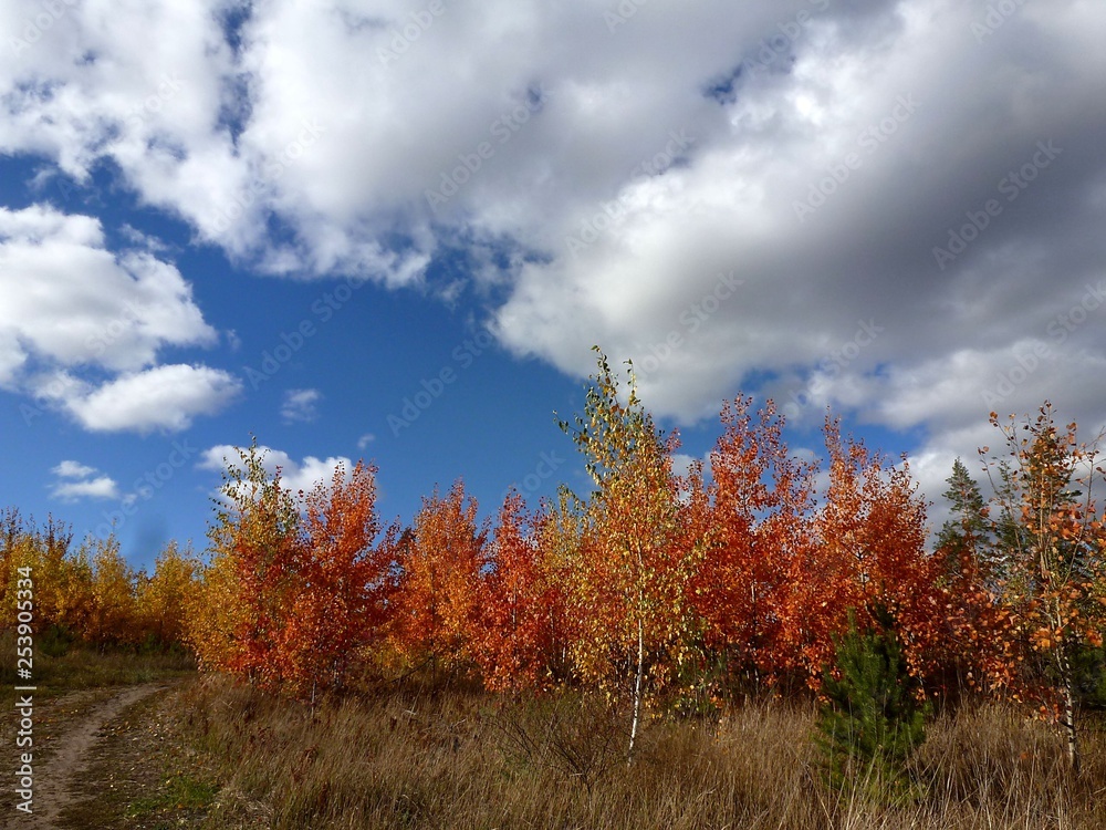Colorful autumn landscape of young growth among the withered gray grass
