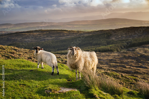 Two sheeps in a sunset