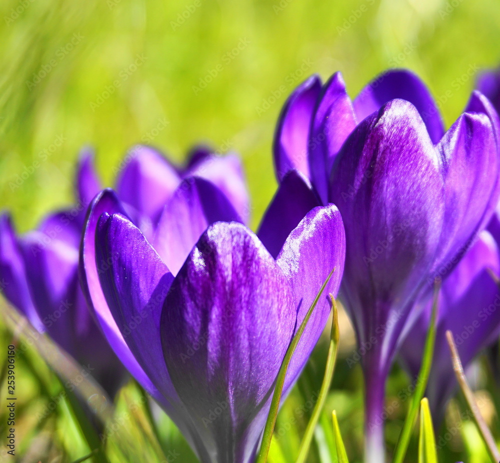 Close up purple crocus flowers against green grass background. Close up purple crocus flowers against green grass background.