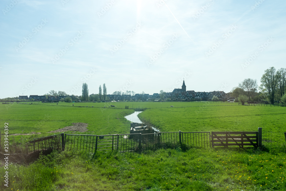 Netherlands,Wetlands,Maarken, a herd of cattle standing on top of a lush green field