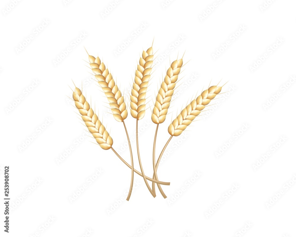 ears of wheat isolated on white background ears of wheat isolated on white background