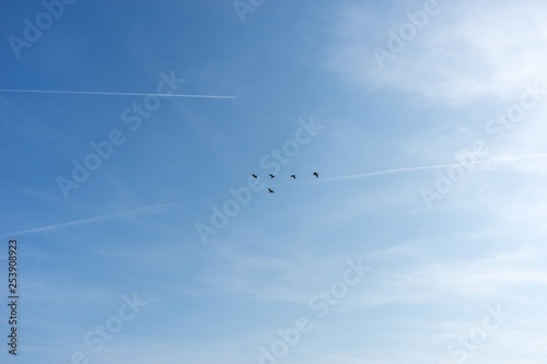 Netherlands,Wetlands,Maarken, LOW ANGLE VIEW OF BIRDS FLYING IN SKY