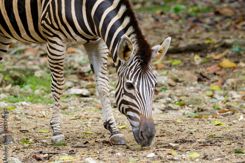Image of an zebra on nature background. Wild Animals.